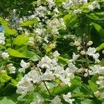 Catalpa speciosaFlower