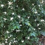 Rosenbergiodendron formosum Alkat (teljes növény)