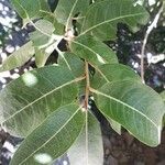 Acridocarpus orientalis পাতা