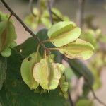 Combretum molle Fruit