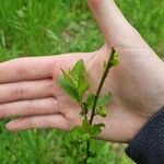 Betula humilis Лист