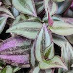 Tradescantia zebrina Лист