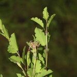 Porophyllum punctatum Leaf