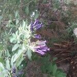 Iochroma cyaneum Blomma