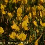 Genista salzmannii Altres