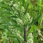 Artemisia vulgaris Flors