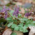 Corydalis solida Pokrój