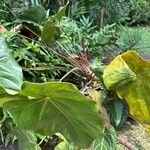Anthurium faustomirandae Yaprak