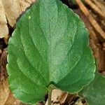 Viola reichenbachiana Leaf