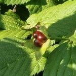 Rhodotypos scandens Fruit