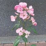 Rosa setigera Flor