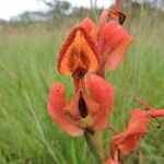 Disa erubescens Flower