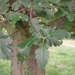 Sorbus x thuringiaca Feuille
