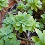 Sedum palmeriFolha