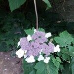 Viburnum sargentii Flower