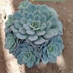 Echeveria secunda List