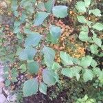 Spiraea trilobata Leaf