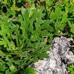 Chrysanthemum zawadzkii Feuille