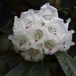 Rhododendron grande Çiçek