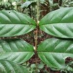 Tricalysia vadensis Leaf