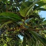 Ficus maxima Froito