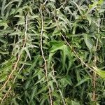 Hedera nepalensis Leaf