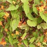 Begonia sutherlandii Flower