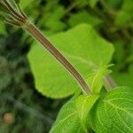 Salvia elegans Kůra