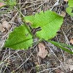 Arnica cordifolia Liść