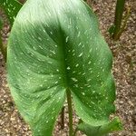 Zantedeschia jucunda