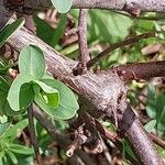 Sibiraea laevigata Other
