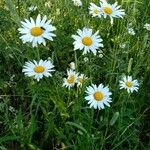 Leucanthemum vulgareപുഷ്പം