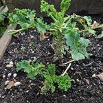 Crambe maritima Habit