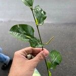 Piper tuberculatum Blad