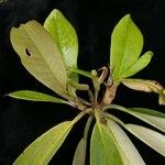 Rhododendron hodgsonii Leaf