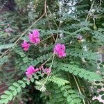 Indigofera heterantha Leaf