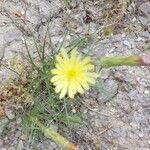 Scorzonera aristata 花