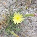 Scorzonera aristata Flower