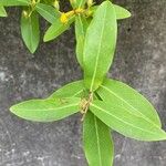 Hypericum monogynum Foglia