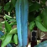 Myrtillocactus geometrizans Levél