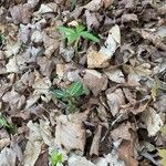 Chimaphila maculata Hoja