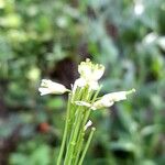 Turritis glabra Flower