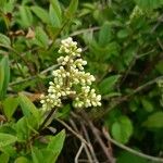 Ligustrum vulgareFlower