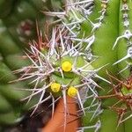 Euphorbia fruticosa Flor