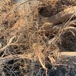 Cebatha pendula Други