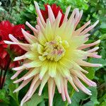 Dahlia x cultorum Fleur