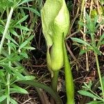 Arum hygrophilum Deilen