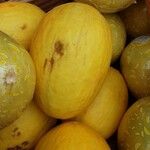 Cucumis melo Φρούτο