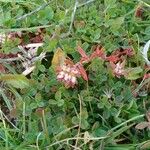 Thymelaea argentata Blomst