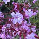 Limonium insigne Flor